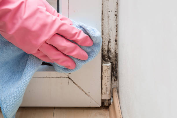Best Mold Removal Company Near Me  in Mccleary, WA